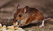 hospital-and-healthcare-facility-pest-management Experts in Awendaw